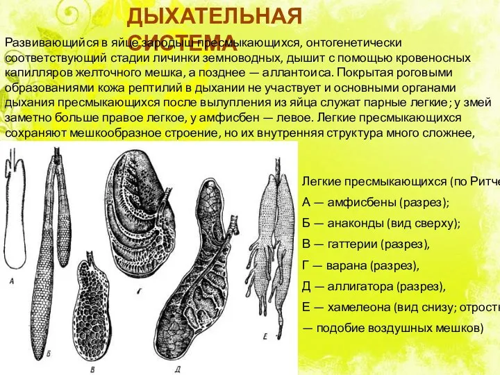 ДЫХАТЕЛЬНАЯ СИСТЕМА Развивающийся в яйце зародыш пресмыкающихся, онтогенетически соответствующий стадии