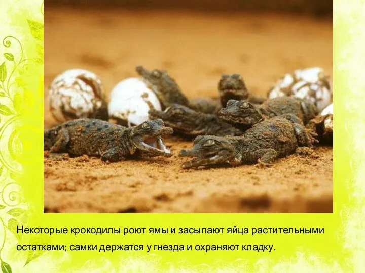 Некоторые крокодилы роют ямы и засыпают яйца растительными остатками; самки держатся у гнезда и охраняют кладку.