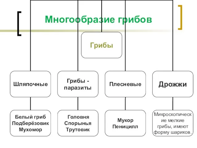 Многообразие грибов