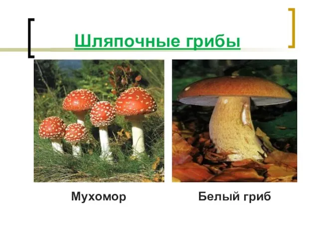 Шляпочные грибы Мухомор Белый гриб