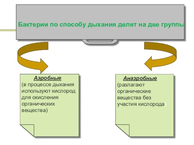 Бактерии по способу дыхания делят на две группы Анаэробные (разлагают