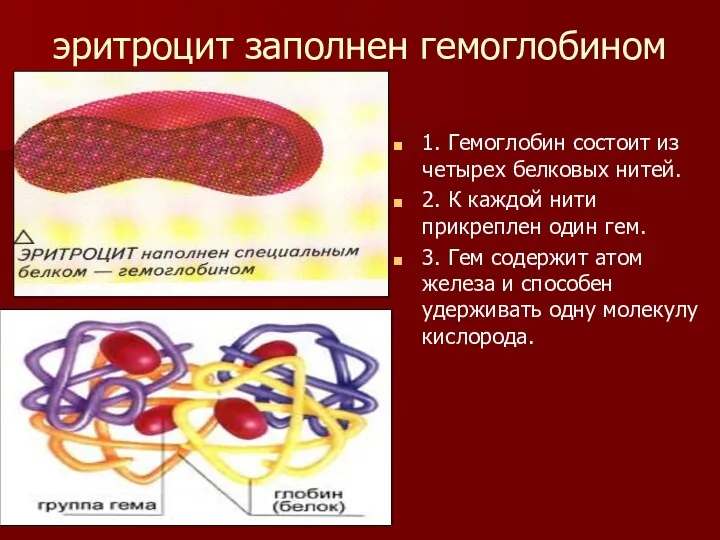 эритроцит заполнен гемоглобином 1. Гемоглобин состоит из четырех белковых нитей. 2. К каждой