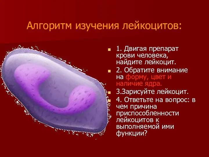 Алгоритм изучения лейкоцитов: 1. Двигая препарат крови человека, найдите лейкоцит. 2. Обратите внимание