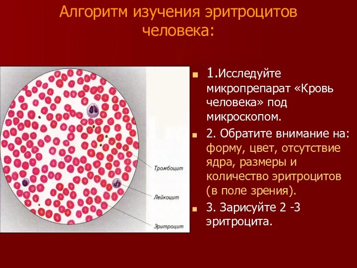 Алгоритм изучения эритроцитов человека: 1.Исследуйте микропрепарат «Кровь человека» под микроскопом. 2. Обратите внимание
