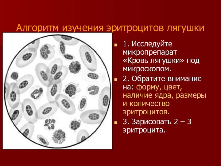 Алгоритм изучения эритроцитов лягушки 1. Исследуйте микропрепарат «Кровь лягушки» под микроскопом. 2. Обратите