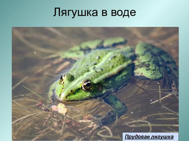 Лягушка в воде Прудовая лягушка