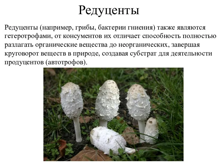 Редуценты Редуценты (например, грибы, бактерии гниения) также являются гетеротрофами, от