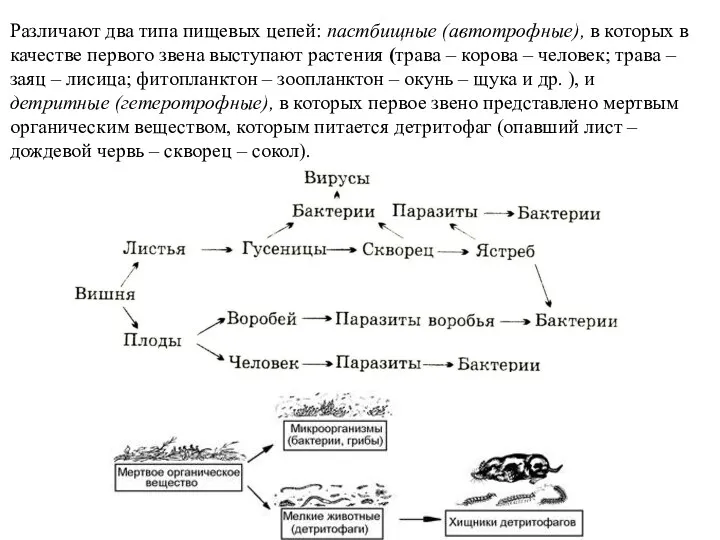 Различают два типа пищевых цепей: пастбищные (автотрофные), в которых в