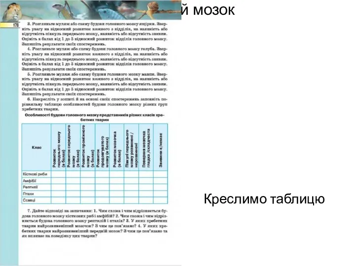 Головний мозок Креслимо таблицю