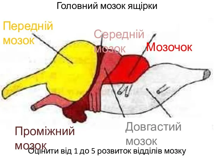 Головний мозок ящірки Оцінити від 1 до 5 розвиток відділів