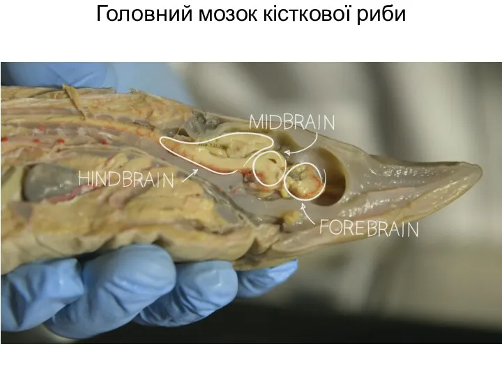 Головний мозок кісткової риби