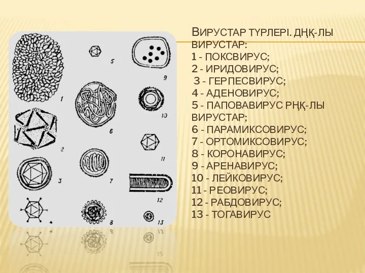 ВИРУСТАР ТҮРЛЕРІ. ДҢҚ-ЛЫ ВИРУСТАР: 1 - ПОКСВИРУС; 2 - ИРИДОВИРУС;