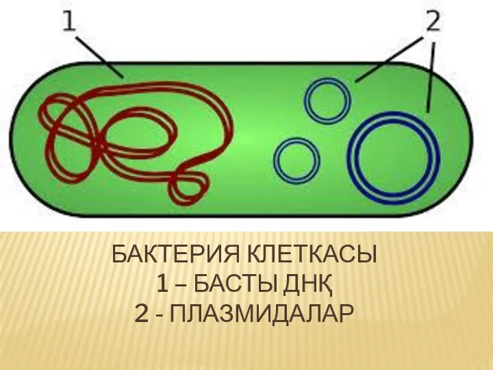 БАКТЕРИЯ КЛЕТКАСЫ 1 – БАСТЫ ДНҚ 2 - ПЛАЗМИДАЛАР