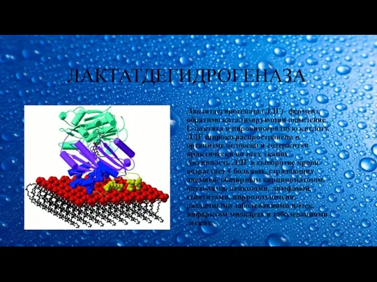 ЛАКТАТДЕГИДРОГЕНАЗА Лактатдегирогеназа (ЛДГ)- фермент, обратимо катализирующий окисление L-лактата в пировиноградную