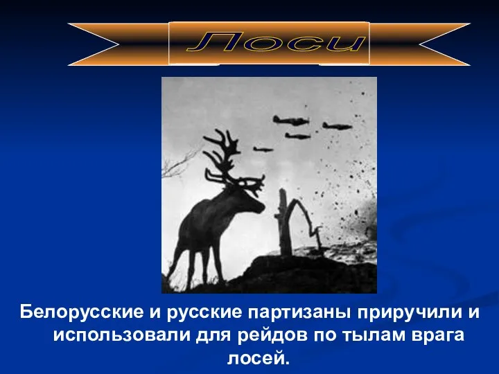 Белорусские и русские партизаны приручили и использовали для рейдов по тылам врага лосей. Лоси