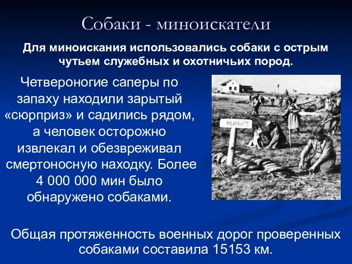 Собаки - миноискатели Для миноискания использовались собаки с острым чутьем