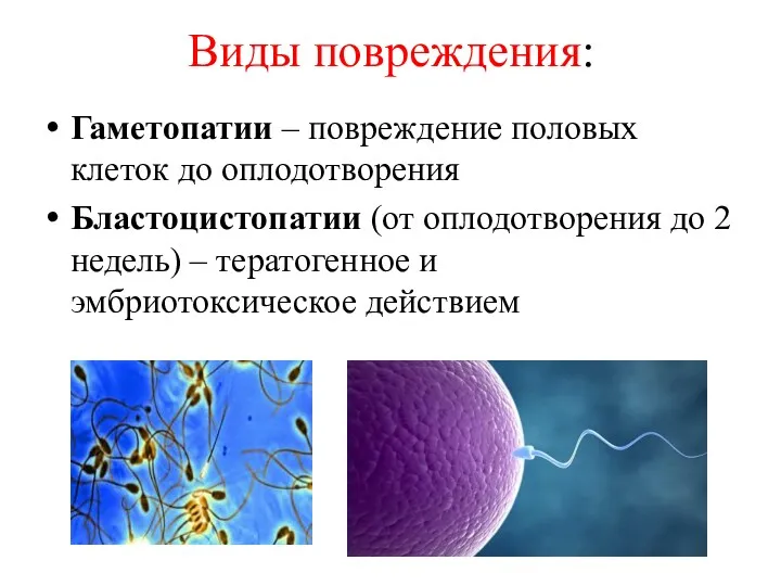 Виды повреждения: Гаметопатии – повреждение половых клеток до оплодотворения Бластоцистопатии