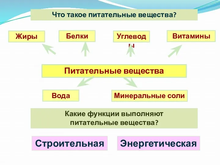 Что такое питательные вещества? Какие функции выполняют питательные вещества? Питательные