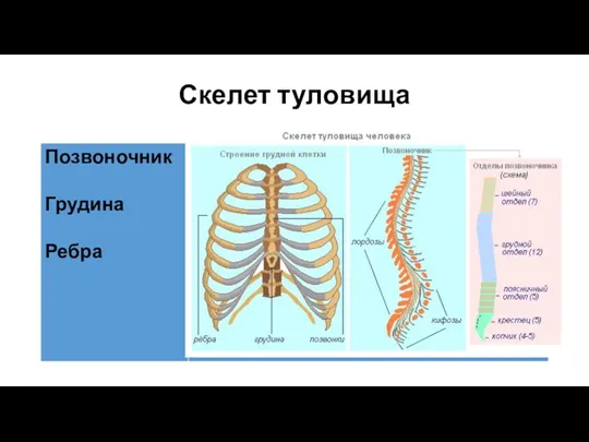 Скелет туловища