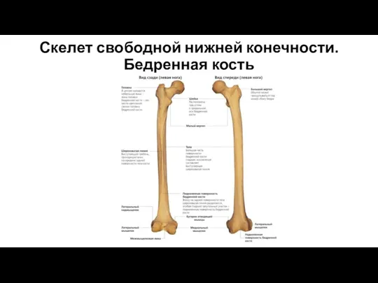 Скелет свободной нижней конечности. Бедренная кость