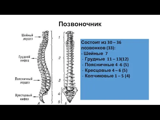 Позвоночник