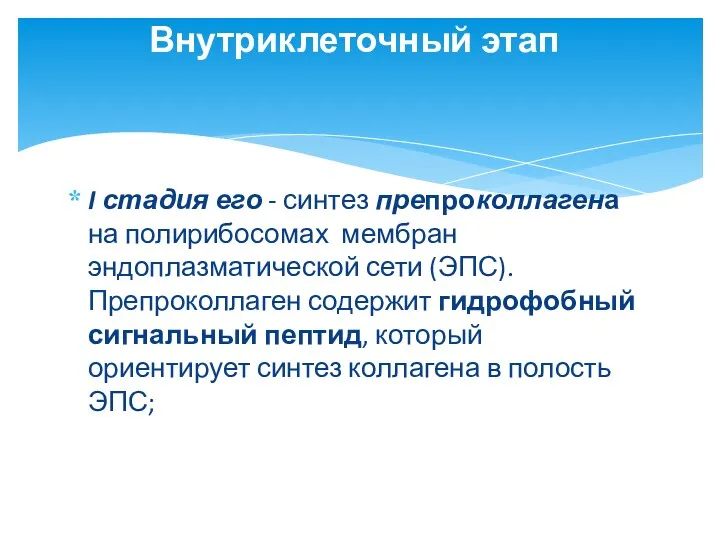 I стадия его - синтез препроколлагена на полирибосомах мембран эндоплазматической