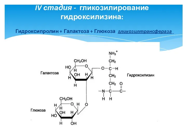 IV стадия - гликозилирование гидроксилизина: Гидроксипролин + Галактоза + Глюкоза гликозилтрансфераза͢