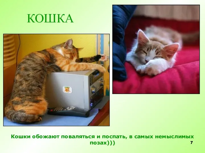 Кошки обожают поваляться и поспать, в самых немыслимых позах))) КОШКА