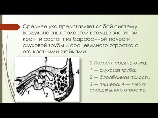 Среднее ухо представляет собой систему воздухоносных полостей в толще височной