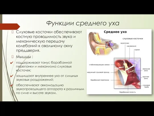 Слуховые косточки обеспечивают костную проводимость звука и механическую передачу колебаний