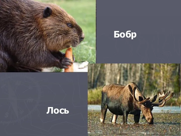 Лось Бобр