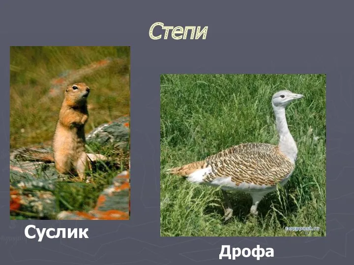 Степи Суслик Дрофа