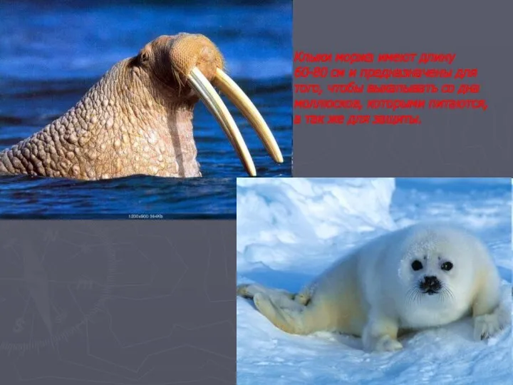 Клыки моржа имеют длину 60-80 см и предназначены для того,