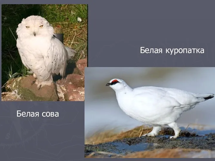 Белая сова Белая куропатка