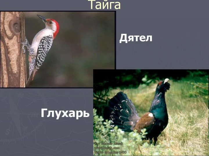 Тайга Дятел Глухарь