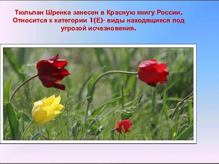 Тюльпан Шренка занесен в Красную книгу России. Относится к категории 1(Е)- виды находящиеся под угрозой исчезновения.