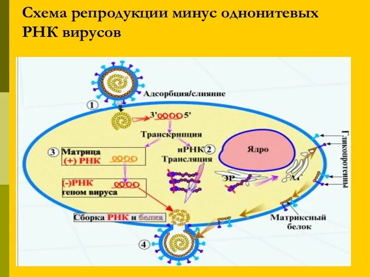 Схема репродукции минус однонитевых РНК вирусов