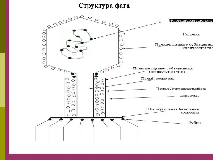 Структура фага