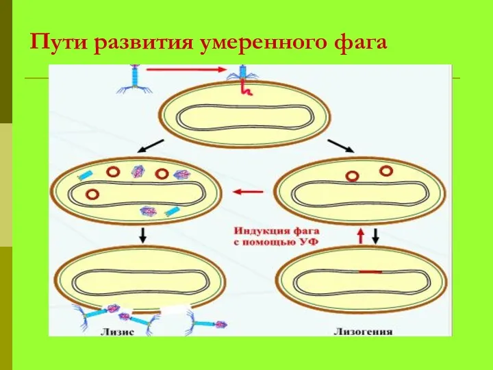 Пути развития умеренного фага