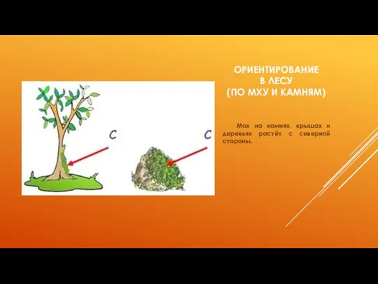 ОРИЕНТИРОВАНИЕ В ЛЕСУ (ПО МХУ И КАМНЯМ) Мох на камнях,