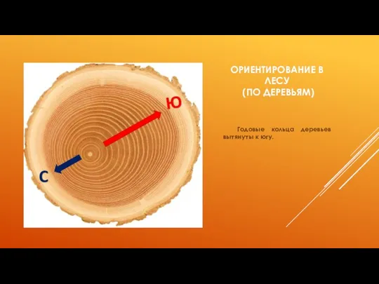 ОРИЕНТИРОВАНИЕ В ЛЕСУ (ПО ДЕРЕВЬЯМ) Годовые кольца деревьев вытянуты к югу.