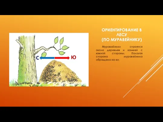 ОРИЕНТИРОВАНИЕ В ЛЕСУ (ПО МУРАВЕЙНИКУ) Муравейники строятся около деревьев и