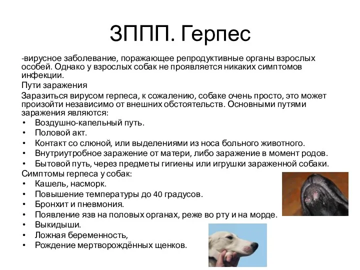 ЗППП. Герпес -вирусное заболевание, поражающее репродуктивные органы взрослых особей. Однако у взрослых собак