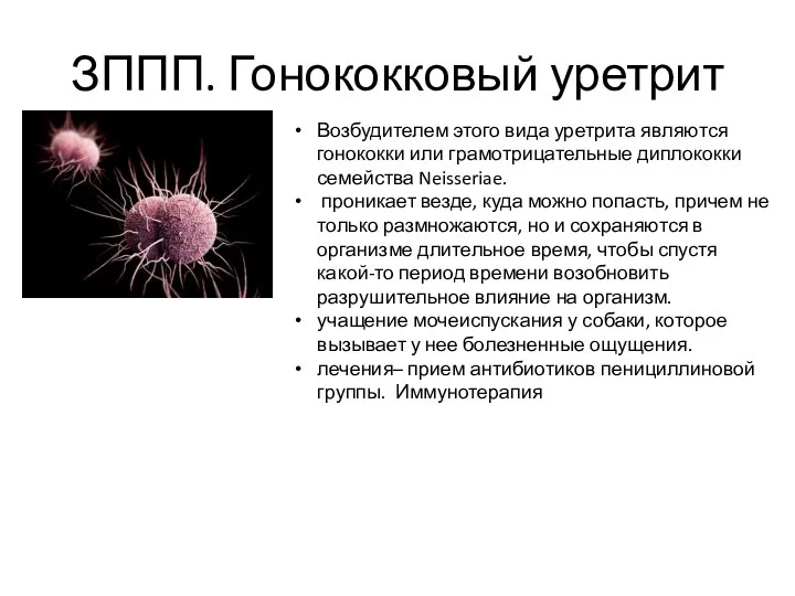 ЗППП. Гонококковый уретрит Возбудителем этого вида уретрита являются гонококки или