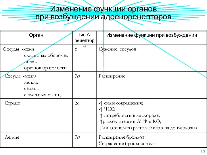 Изменение функции органов при возбуждении адренорецепторов Расширение бронхов Устранение бронхоспазма