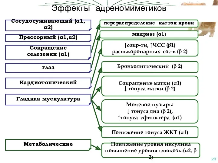 Эффекты адреномиметиков перераспределение клеток крови мидриаз (α1) ↑сокр-ти, ↑ЧСС (β1)