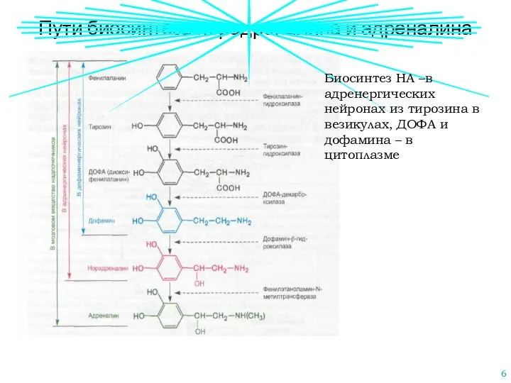 Пути биосинтеза норадреналина и адреналина Биосинтез НА –в адренергических нейронах