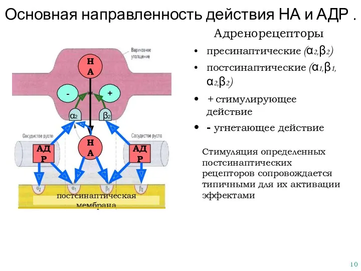 Основная направленность действия НА и АДР . Адренорецепторы пресинаптические (α2,β2)