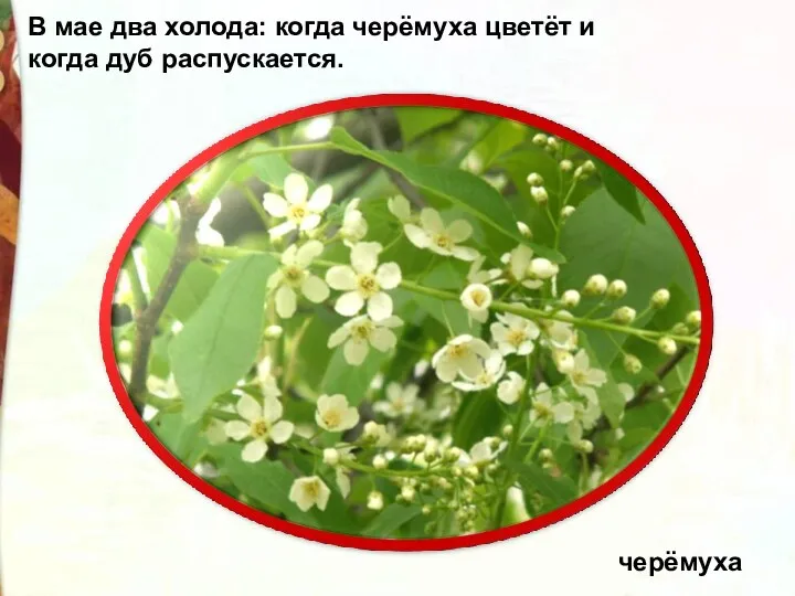 черёмуха В мае два холода: когда черёмуха цветёт и когда дуб распускается.