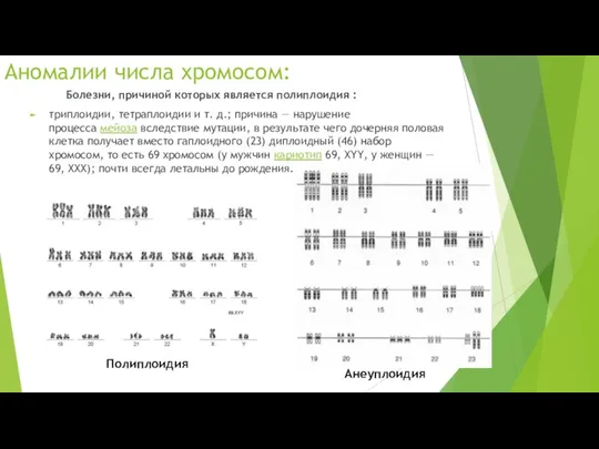 Аномалии числа хромосом: Болезни, причиной которых является полиплоидия : триплоидии,